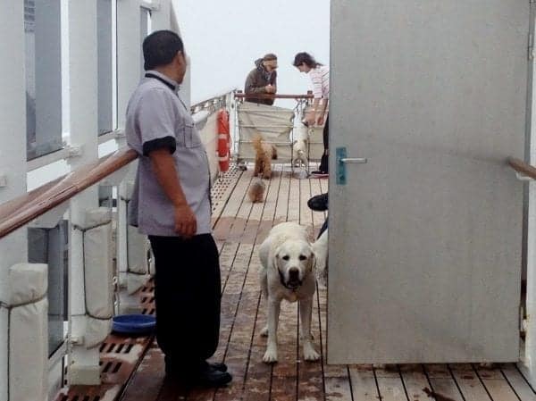 Queen Mary 2 Kennel Master watches over the dogs while the owners join in the playtime.