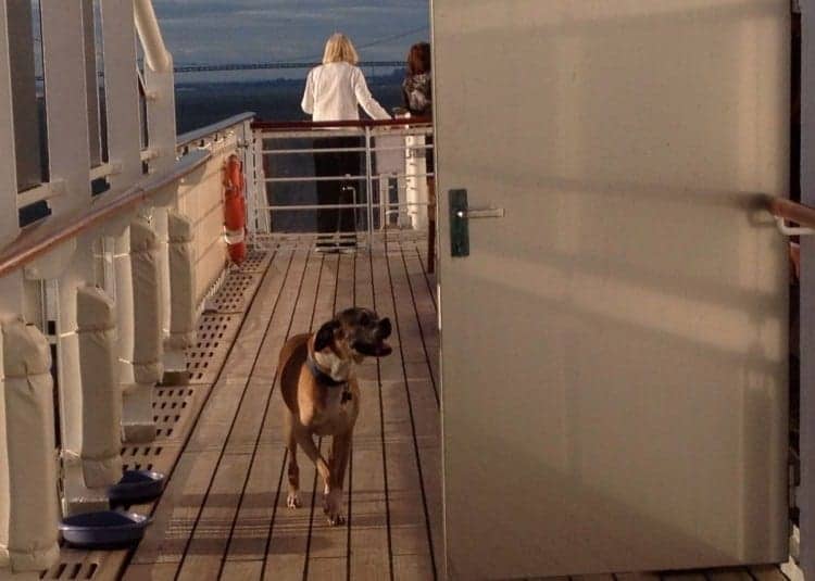 Out for a stroll at sunset.