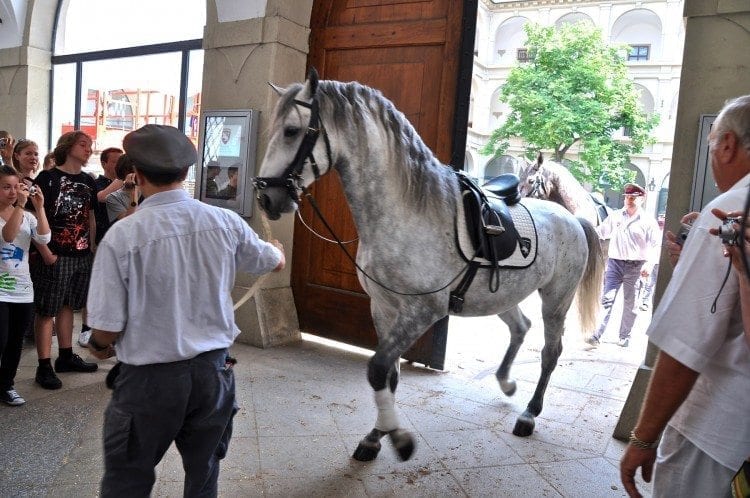 It is very exciting to watch as these incredible horses are led back to their stalls after practice.