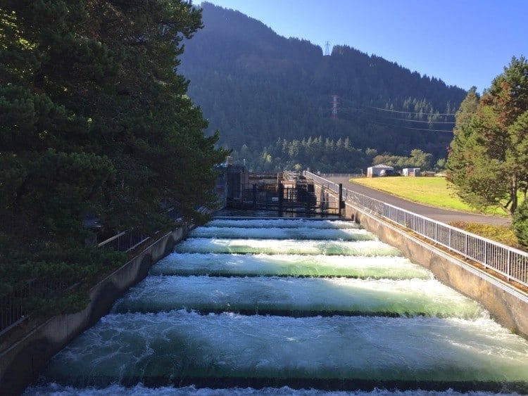Fish Ladder Bonneville Dam