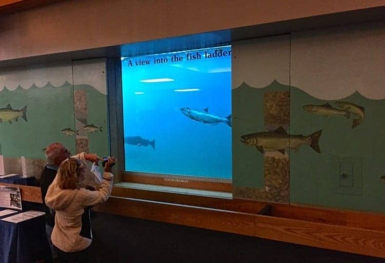 Fish Ladder