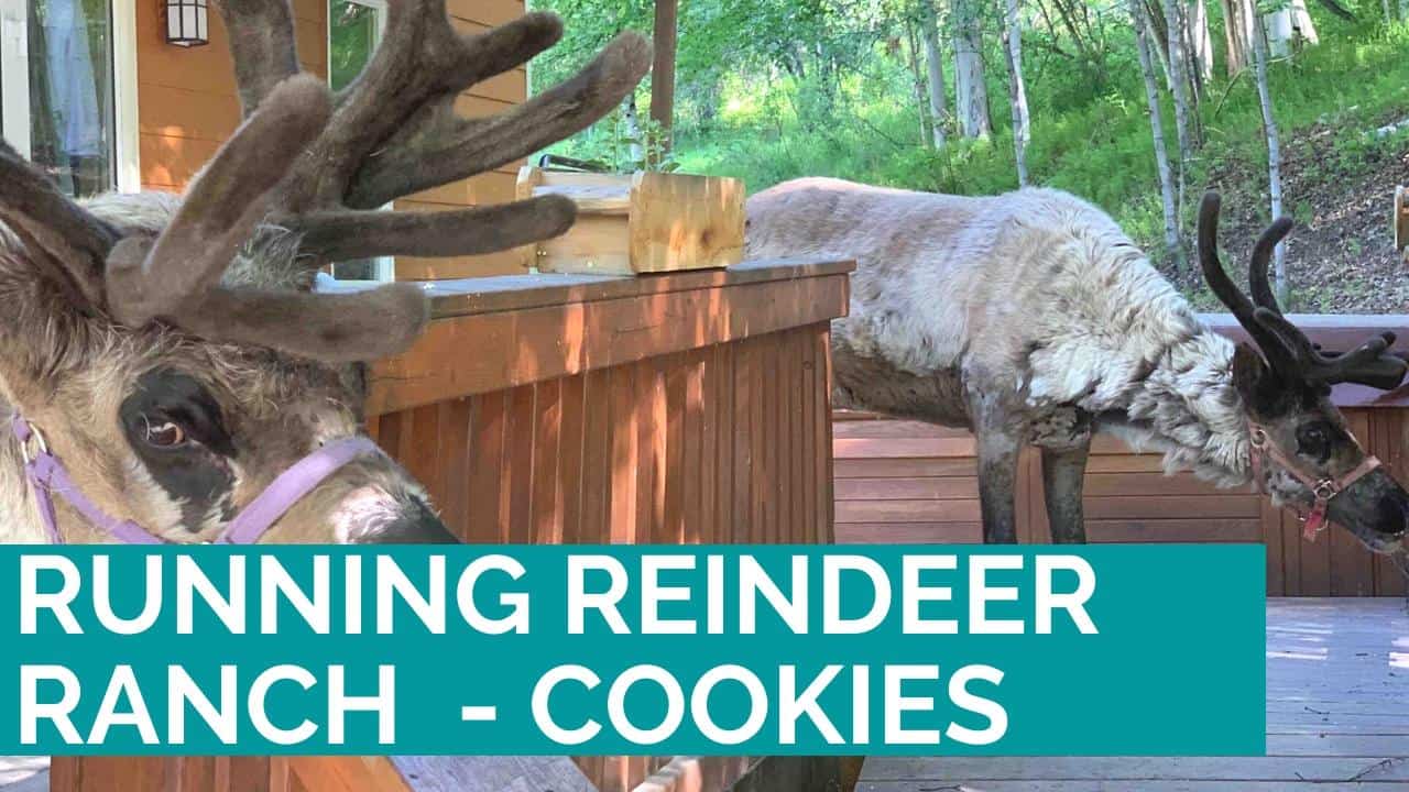 Running Reindeer Ranch Easy Oatmeal Chocolate Chip Cookie Recipe