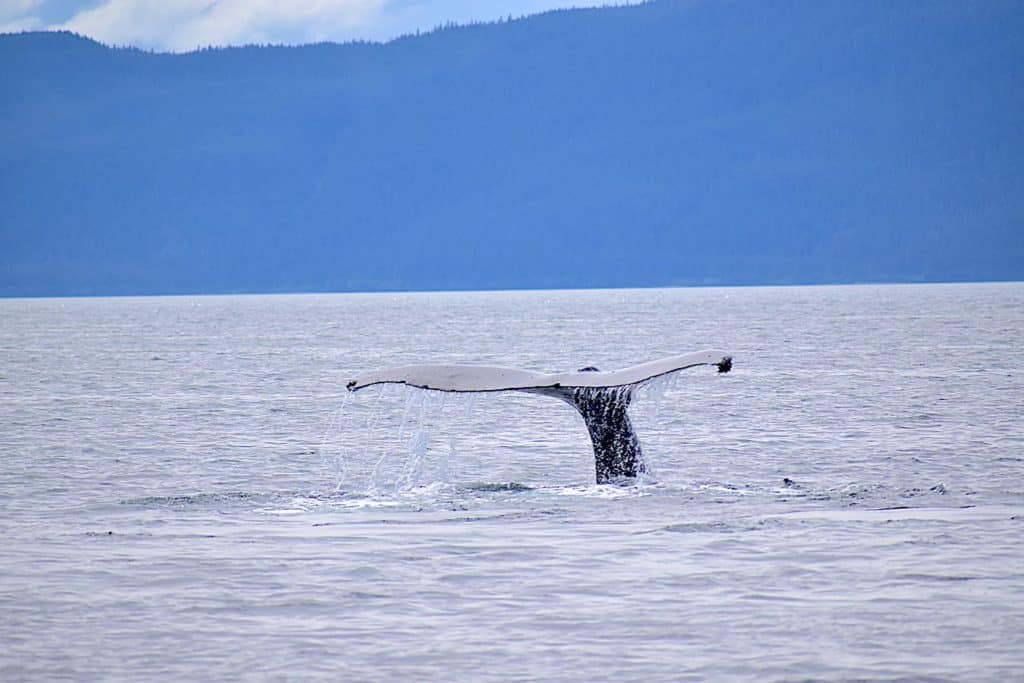 Humpback whale tail